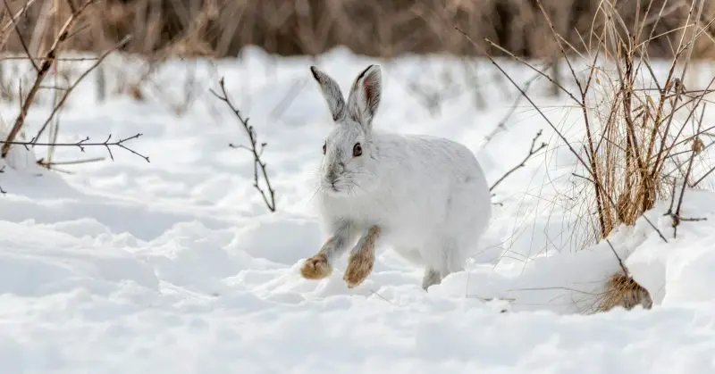 Snowshoe Hares in Minnesota