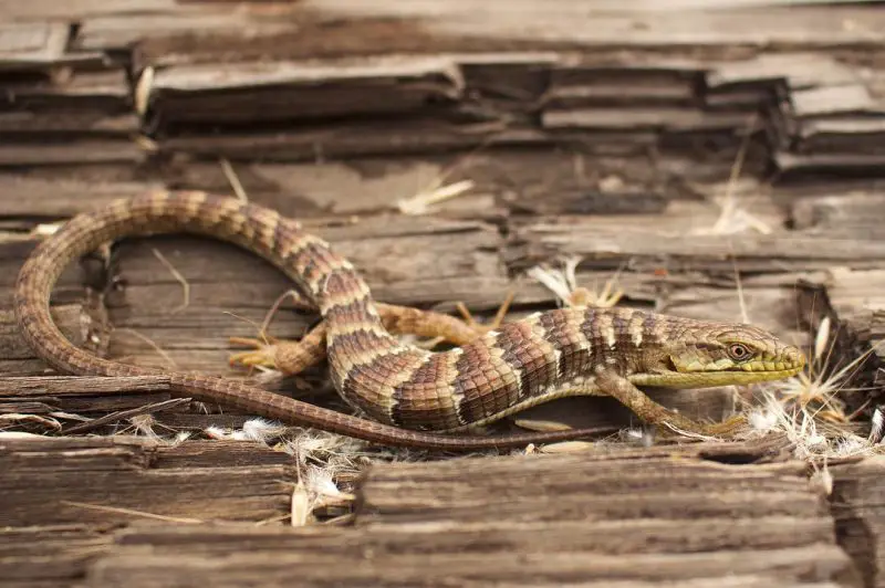 Lizards in Utah