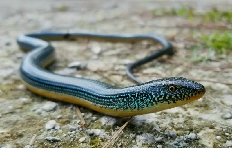 Lizards in Georgia