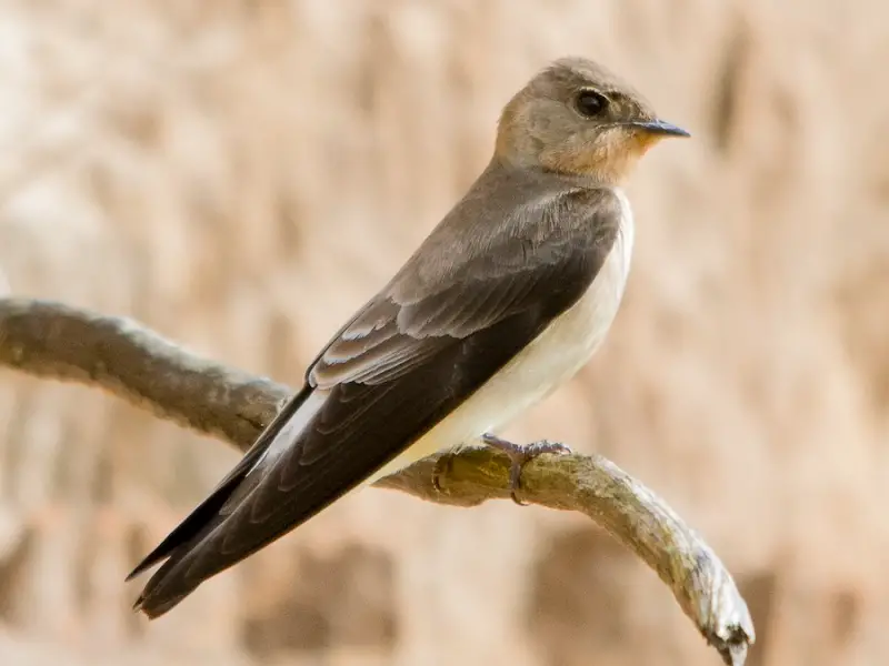 Swallows in Texas