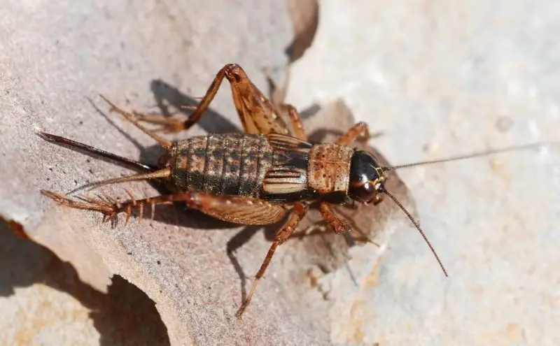 Crickets in Texas