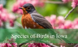 37 Common Birds in Iowa (With Pictures and Identification)