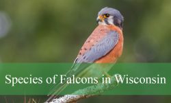 6 Falcons in Wisconsin (With Pictures and Identification)