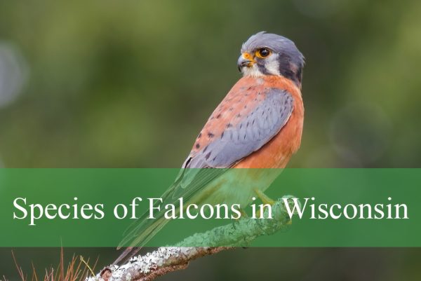 Species of Falcons Found in Wisconsin