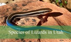23 Species of Lizards in Utah (With Pictures and Identification)