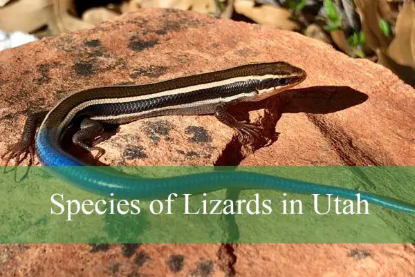 Species of Lizards in Utah
