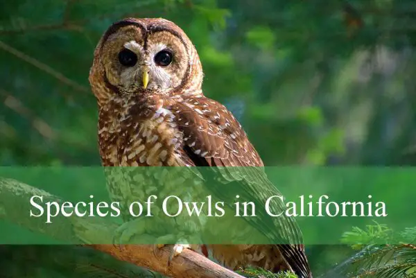 Species of Owls in California