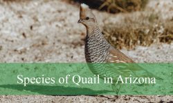 5 Species of Quail in Arizona (With Pictures and Identification)