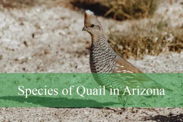 Species of Quail in Arizona