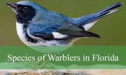 38 Species of Warblers in Florida (Pictures and Identification)