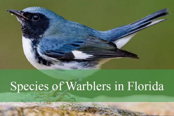 Species of Warblers in Florida
