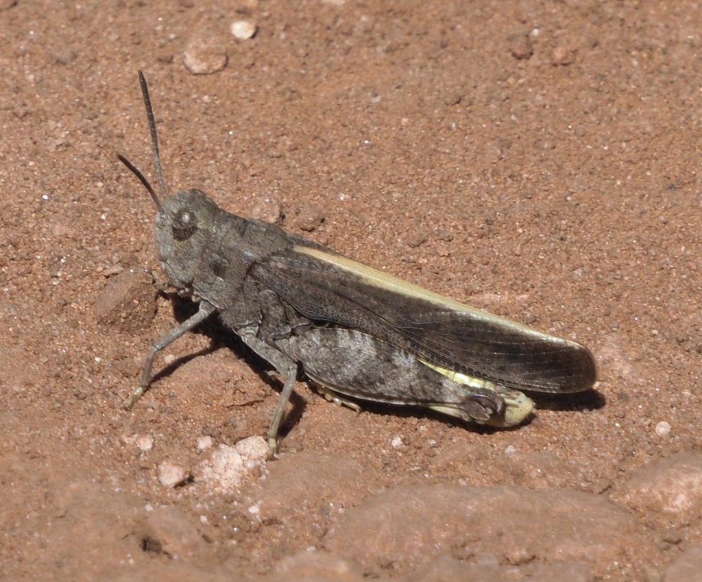 Grasshoppers in California