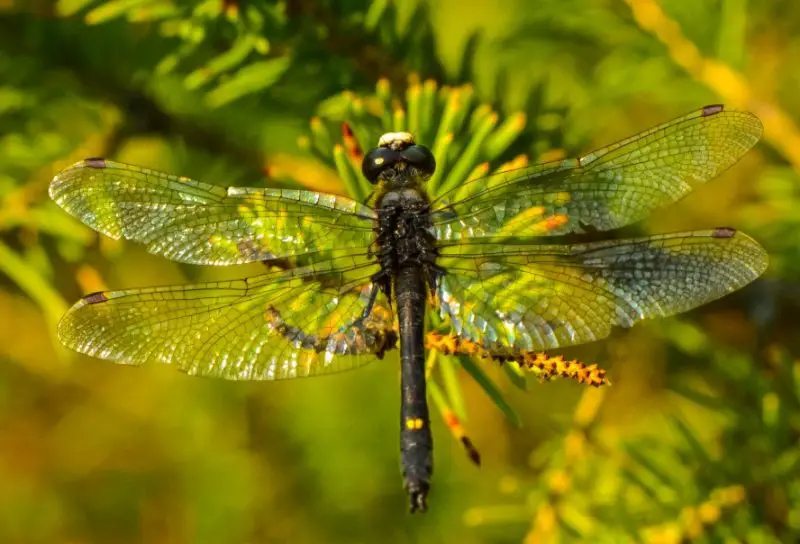 Dragonflies in Ohio