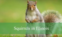 5 Types of Squirrels in Illinois (With Pictures and Identification)