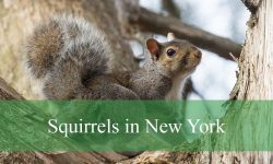8 Species of Squirrels in New York​ (With Pictures and Identification)