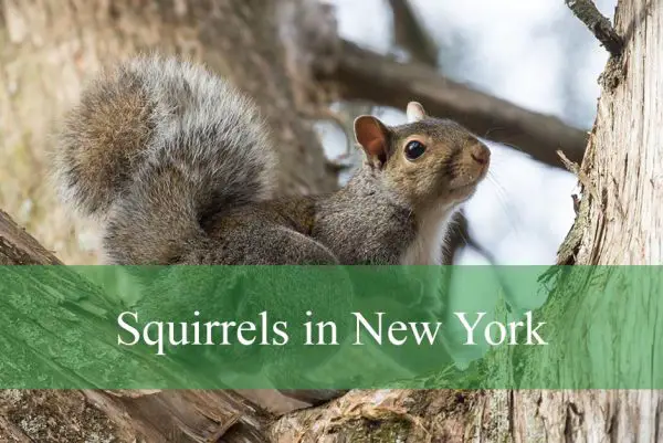 Squirrels in New York