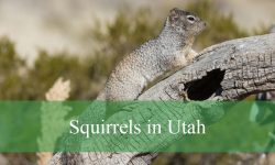 10 Types of Squirrels in Utah (With Pictures and Identification)