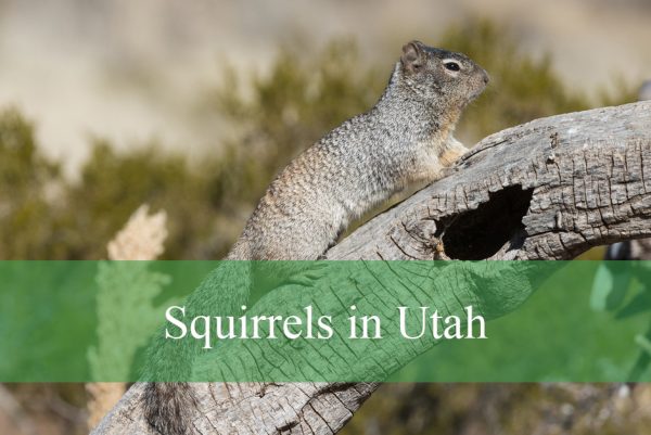 Squirrels in Utah