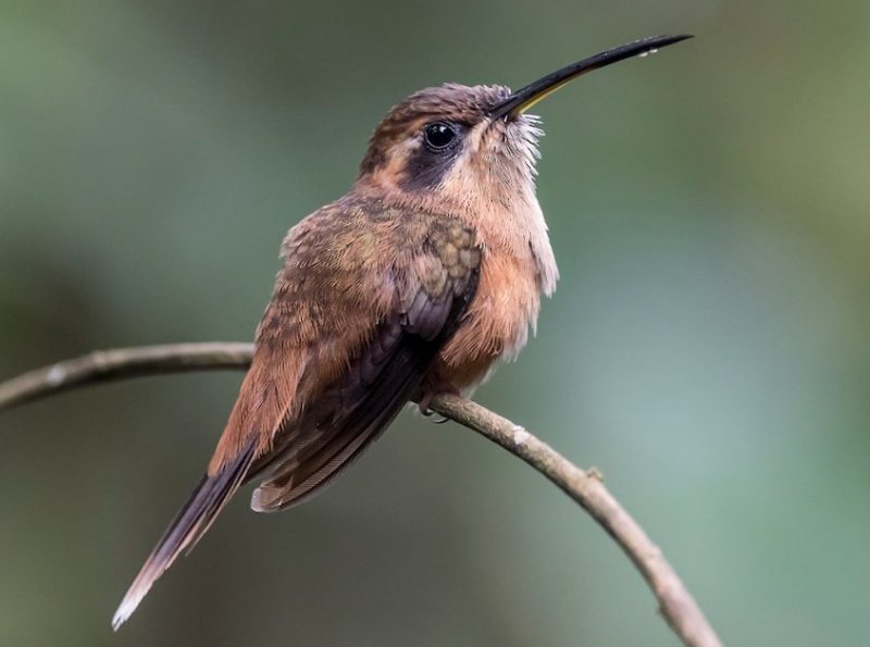Hummingbirds in Texas