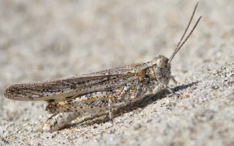 Grasshoppers in California