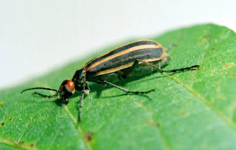 Beetles in Georgia