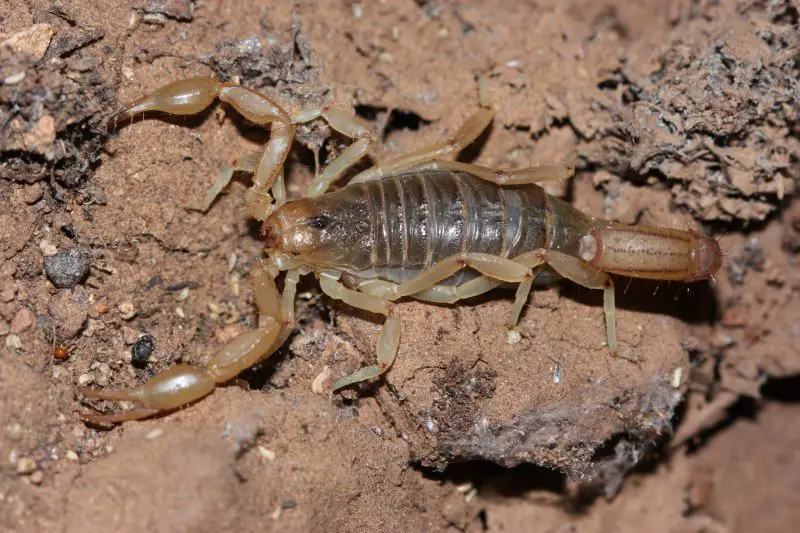 Scorpions in New Mexico