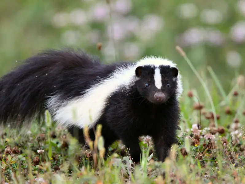 Are There Skunks in Georgia