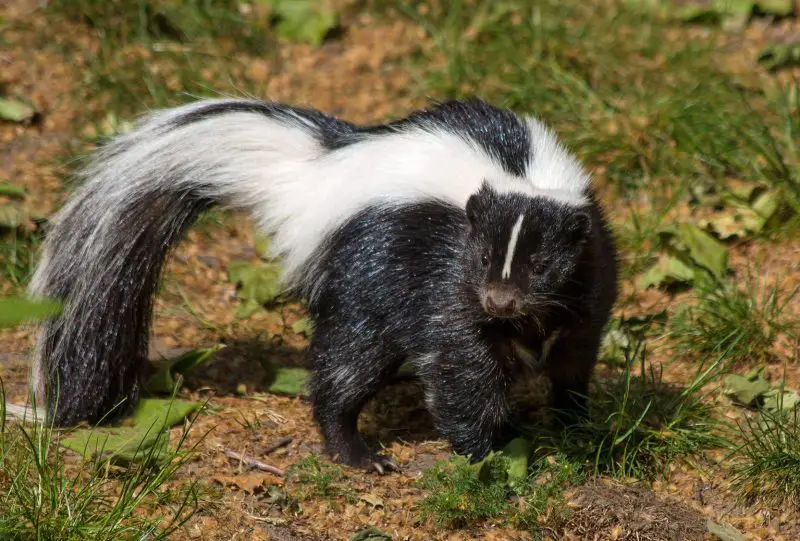 Skunks in Tennessee