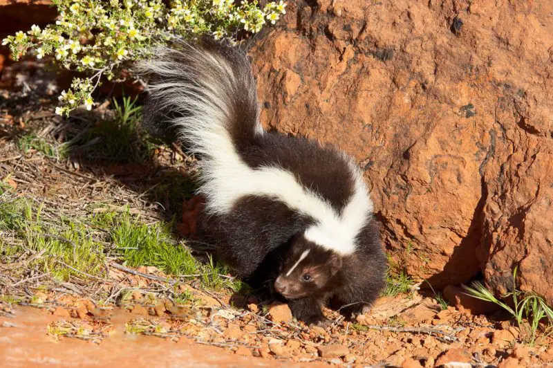 Types of Skunks in Texas