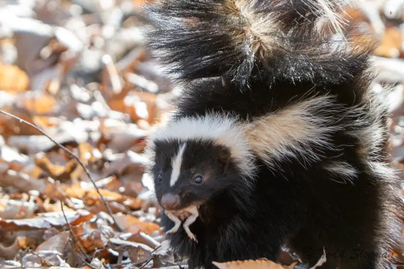 Skunks in Ohio
