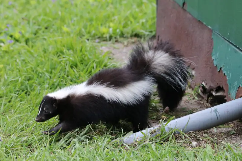 Skunks in Michigan