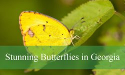25 Stunning Butterflies in Georgia (With Pictures and Identification)