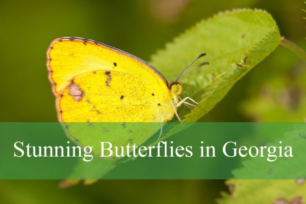 Stunning Butterflies in Georgia