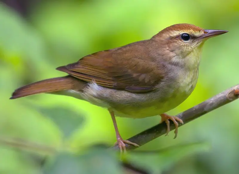 Warblers in Florida