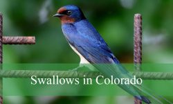 8 Types of Swallows in Colorado (With Pictures and Identification)