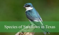 11 Common Swallows in Texas (With Pictures and Identification)