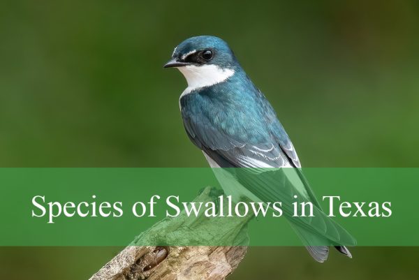 Swallows in Texas