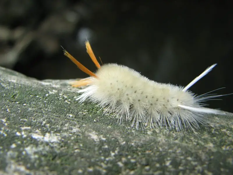 White Caterpillars in Texas