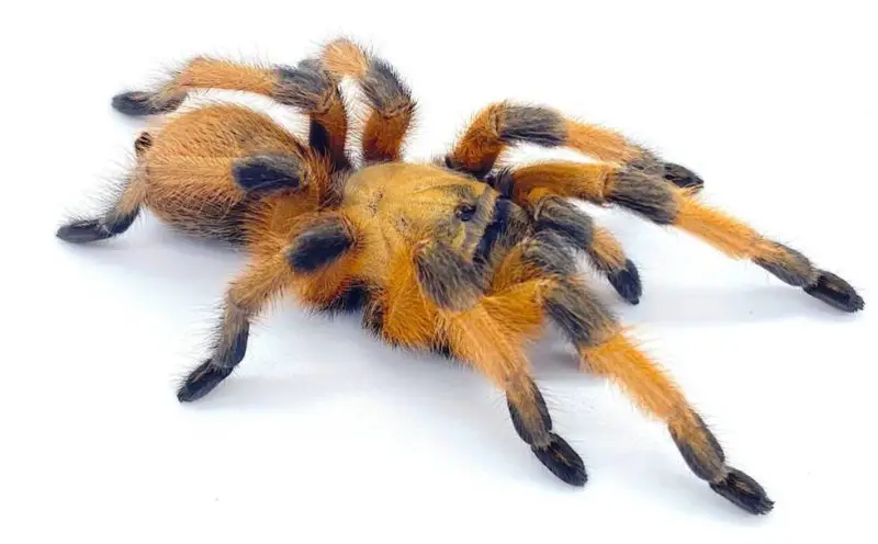 Tarantulas in Texas