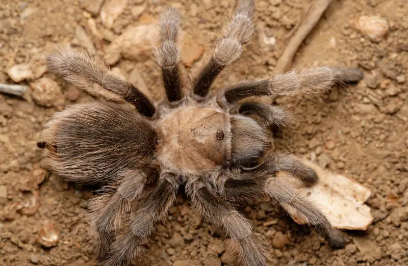 Tarantulas in Texas