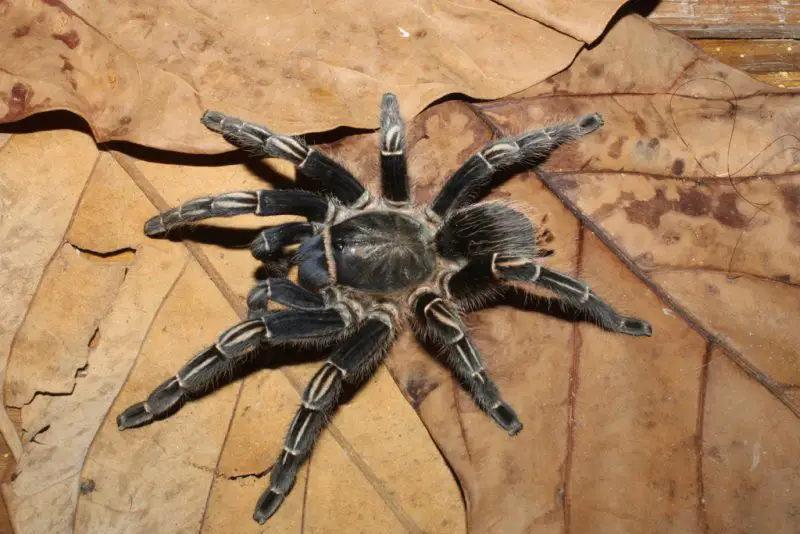 Tarantulas in Texas
