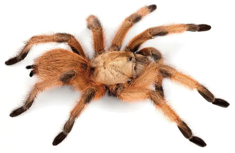 Tarantulas in Texas