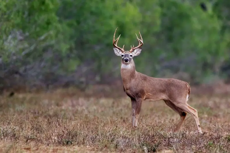 Deer in Alabama