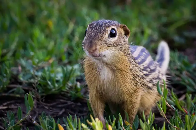 Squirrels in Wisconsin