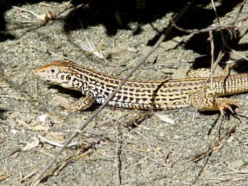 Lizards in Utah