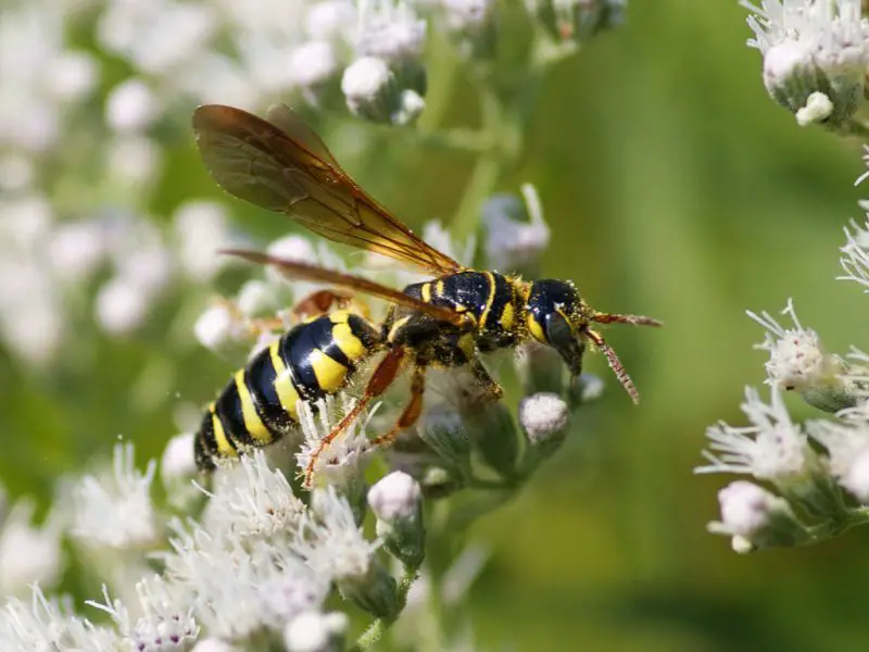 Wasps in Georgia