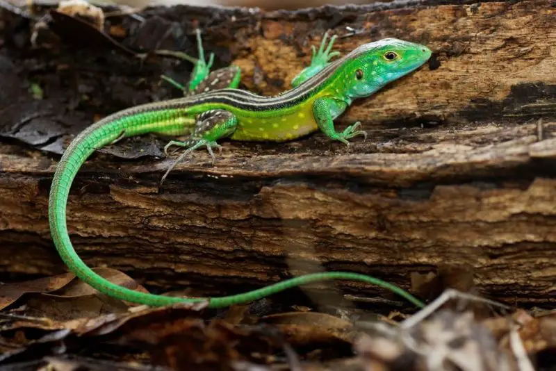 Lizards in Georgia