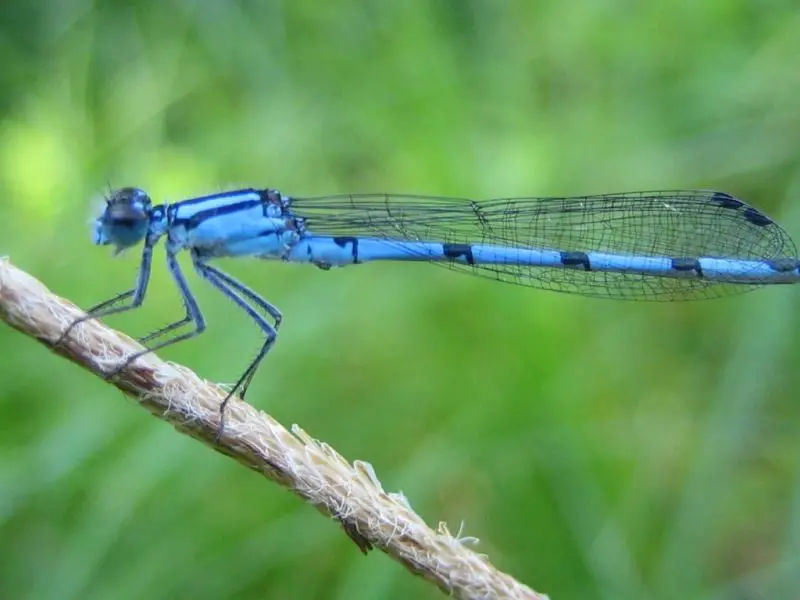 Dragonflies in Ohio