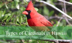 3 Types of Cardinals in Hawaii (With Pictures and Identification)