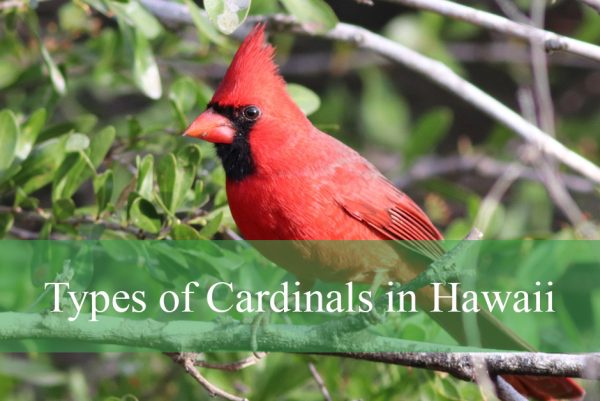 Types of Cardinals in Hawaii